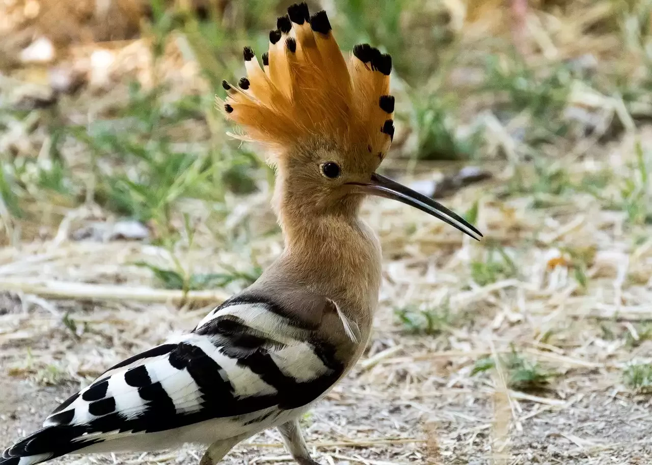 Exotische Vögel beobachten - Der Wiedehopf