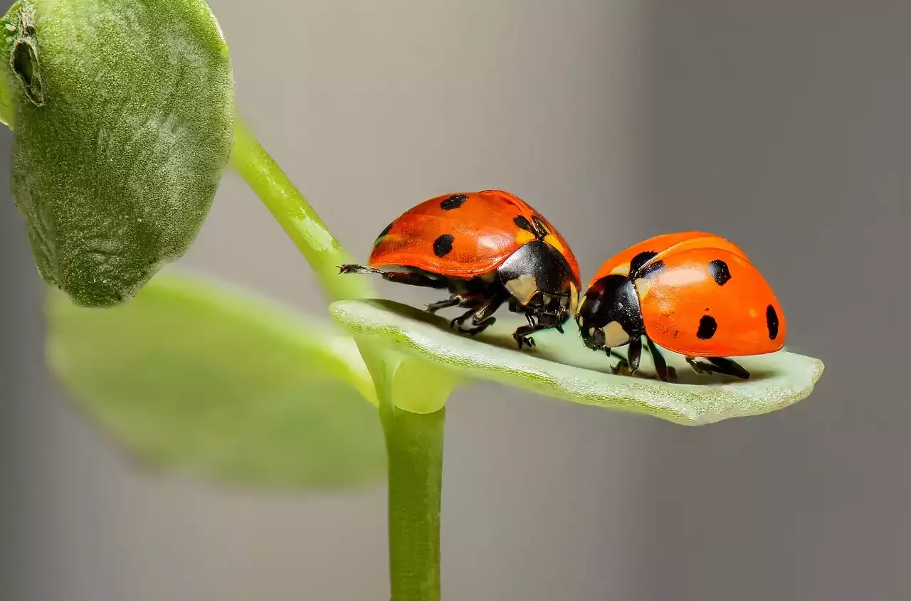 Insekten, Blumen und Makrofotografie